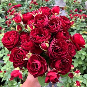 红宝石尤物月季