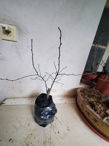 老鸦柿老鸭柿子4号公树雄花芽授粉用雄树弹弓造型盆景盆栽