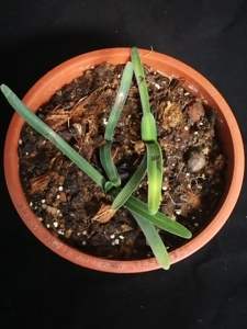 南非原生毛兰,有苹果尾君子兰,叶子中间有白线.320元一苗.