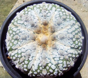 飞碟体大白点超兜仙人球星球属实生无刺仙人球6.9厘米多肉植物