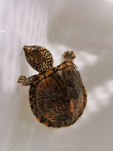 虎纹蛋龟成体图片