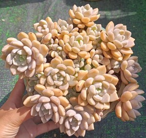 克洛伊多肉,桃蛋杂交,粉嘟嘟出状态,而且夏型种,特别好养又好