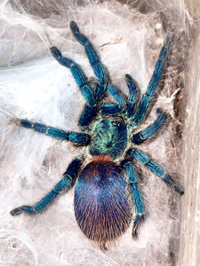 巴西大蓝蛛苗子图片