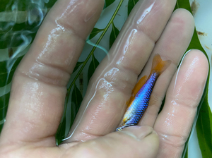 玫瑰丹,原生鱼,冷水鱼,云南小型斑马鱼,属群游性,中上层鱼