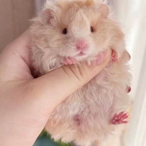 (40元一只长毛熊包活)长毛金丝熊银狐布丁三线紫仓侏儒仓鼠老