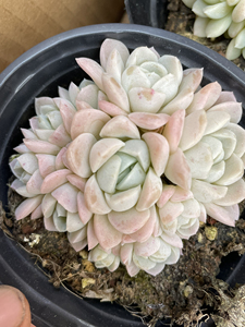 奶油美人多肉,如图所示