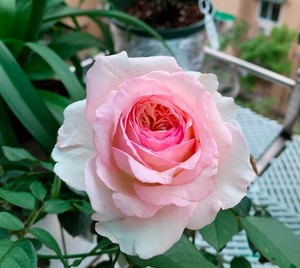 000人付款淘宝伊芙胭脂口红月季小燕子mm20129.