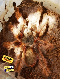 巴西巨人金毛蜘蛛宠物,温顺超大地栖火玫瑰蜘蛛,成体可达20c