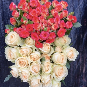 香槟20支77爱丽丝多头玫瑰10支玫瑰鲜花云南直发水养鲜切花