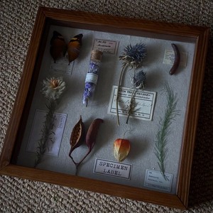 原创设计植物种子标本画 猪笼草蝴蝶标本相框 小众手工礼物推荐