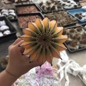 龙神木嫁接尤伯球黄锦,尺寸8-10cm