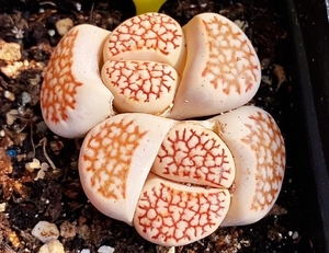 生石花红网纹寿丽c64.1万粒1000.批发有优惠.