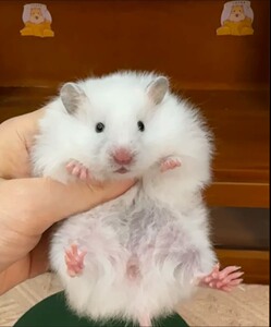 可爱的长毛金丝熊 长毛白熊 58一只 包邮包活(标价就是售价_阿里巴巴