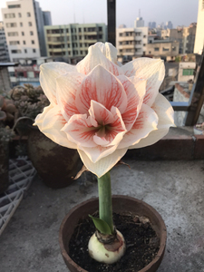 仙女妮芙朱顶红