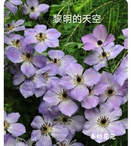 苗圃迁移量贩清场 铁线莲 黎明的天空 三棵包邮 包对版包鲜