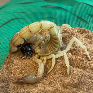 突尼斯黄肥尾蝎