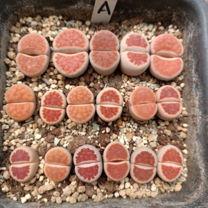 特选岛田冰橙红窗玉topred生石花母本石头花屁股花pp花盆