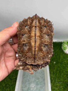 枯叶龟 黑玛塔龟 玛塔龟苗到货