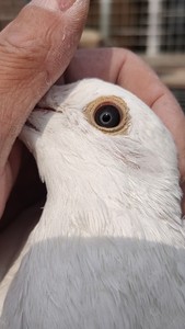 纯白杨阿腾紫罗兰大黑钻,精品高质量.价高,出子代,懂得来!诚