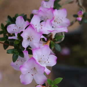 000人付款淘宝深山雾岛杜鹃花:藤重bid511877819158.00