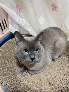 成年公暹罗(蓝重点种猫)