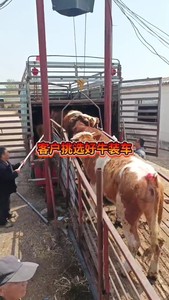 山东肉牛养殖场，五头起售，便宜出售西门塔尔牛犊，鲁西黄牛犊，
