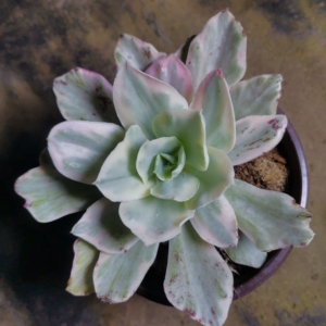 【月亮河锦多肉】月亮河锦多肉品牌,价格 - 阿里巴巴