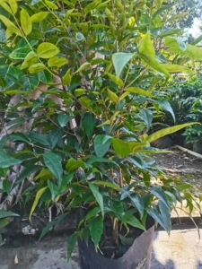 大巨红钻嘉宝果 实生苗 清货中