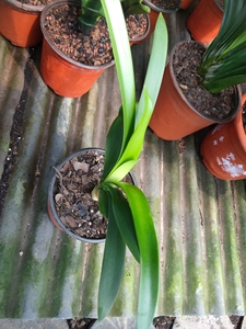 南非原生沼泽君子兰毛兰,花色不详