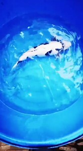 观赏鱼日本锦鲤纯种白写锦鲤风水鱼观赏鱼招财鱼渔场直销运输包活