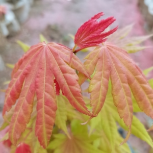 月升枫树日系精品红枫,图为4月29日拍摄,团扇叶形,新叶颜色