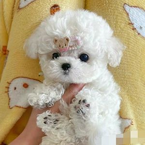 比熊幼犬,茶杯犬,小体,长不大狗狗.家养