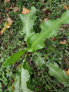 土大黄,牛舌头草,现采现发,默认发整根,如需叶子,干货,敬请