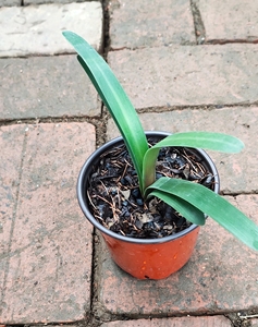 毛兰君子兰原生