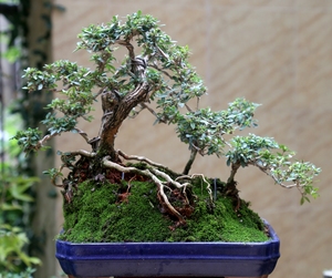 一本多杆丛林六月雪老桩,多年老桩,品种正宗,新近换的赤玉土和