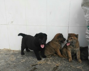贵州从江土猎公狗，广西土猎犬，小狗的父母都是自赶狗，经常叼山