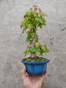 荒皮五角枫,叶子随季节变色,一手托老桩大树型,枫树盆景.生命