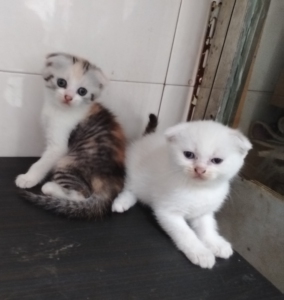 家有三花母猫和银渐层的串串猫,是三花 折耳猫及尾巴有环圈的有