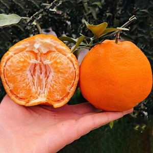 【正宗眉山春见】四川耙耙柑特级粑粑柑丑橘子新鲜装水果当季整箱