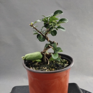 白花长寿梅  日本品种盆景