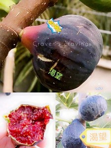无花果树苗,品种渴望.评级为口感最佳无花果,大果品种,紫黑色