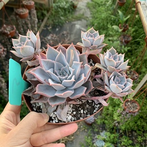厦门多肉 露西娜群生,露西娜手捧花,雪莲杂交露娜莲 18㎝左