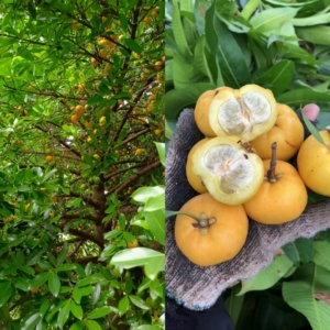 黄金山竹苗 又叫岭南山竹,树型常的漂亮 带土带叶包邮发货