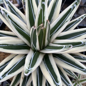 多肉 龙舌兰 冰山 侧芽无根 带锦植物 腹轮锦