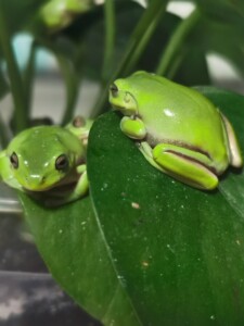 印尼绿老爷树蛙,姥爷牛奶非牛钟角澳洲,2-3厘米,稳定开食