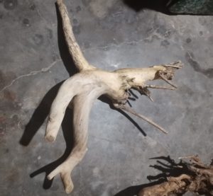 多年野生鬼见愁木料(一物一价)