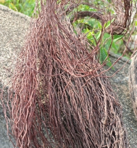 榕树须500g,榕树根须,南美鱼缸水族造景,晒干榕树吊须根须