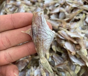 汕尾特产迪仔鱼 敌仔脯 扒皮鱼干剥皮鱼 微咸鱼干货.