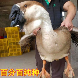 正宗狮头鹅特大种狮头鹅苗脱温白鹅苗特大鹅苗种蛋,全部包邮包活