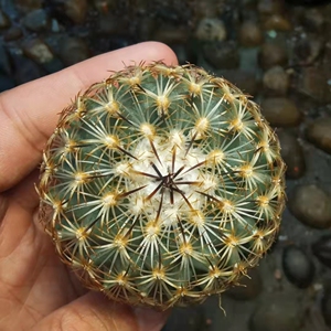 娇丽属 伊莎贝拉 实生苗落地 仙人球